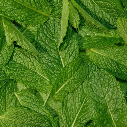 Peppermint Essentials Bundle